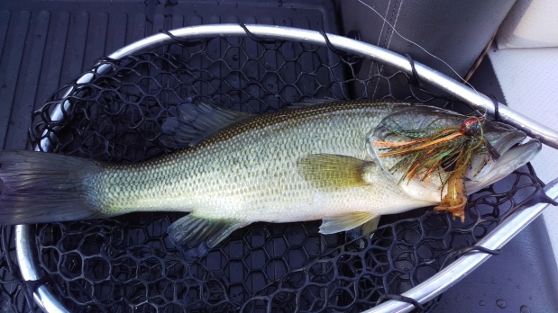 Early Winter Striper and Bass Creek Report